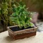 Unravel India bonsai rectangle ceramic studio pottery planter(Set of 2)