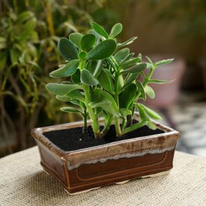 Unravel India bonsai rectangle ceramic studio pottery planter(Set of 2)