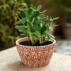 Unravel India ceramic glazed red oval polka dot table top planter