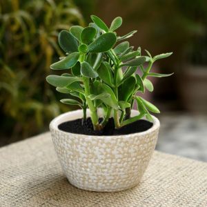 Unravel India ceramic glazed yellow oval polka dot table top planter