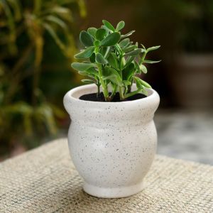 Unravel India bonsai matte finish stoneware white matki table top planter