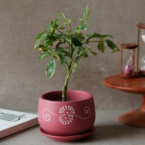 Unravel India "Flower Motif" maroon handmade & handpainted planter pot with tray in terracotta